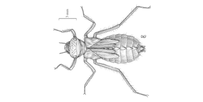 A figura da Trichoptera.