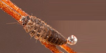 A figura da Coleoptera.