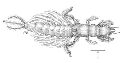 A figura da Ephemeroptera.