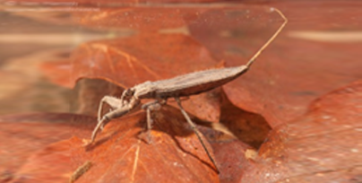 Outra figura da Hemiptera.